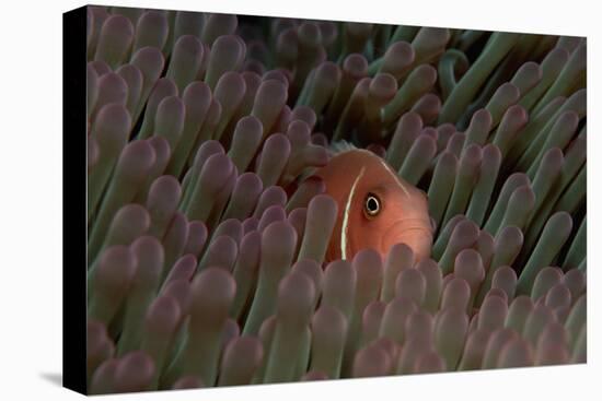 Pink Anemonefish (Amphiprion Perideraion) in a Sea Anemone, Pacific Ocean.-Reinhard Dirscherl-Premier Image Canvas