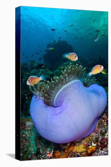 Pink anemonefish in a Magnificent sea anemone, Indonesia-Alex Mustard-Premier Image Canvas