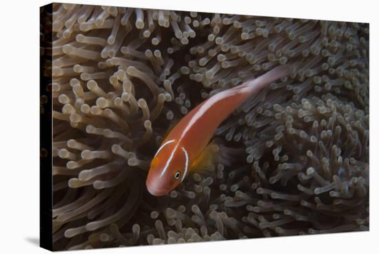 Pink Anemonefish in its Host Anenome, Fiji-Stocktrek Images-Premier Image Canvas
