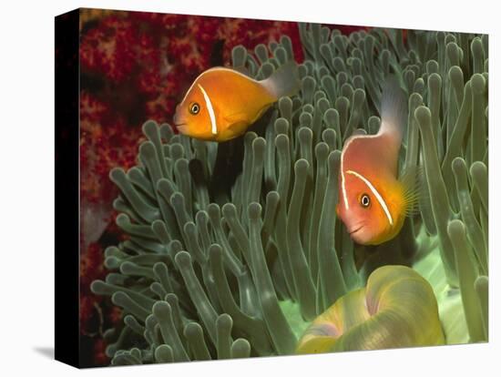 Pink Anemonefish in Magnificant Sea Anemone-Hal Beral-Premier Image Canvas