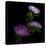 Pink Aster-Magda Indigo-Premier Image Canvas