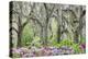 Pink azalea bush and live oak trees with Spanish Moss, Florida, USA-Lisa Engelbrecht-Premier Image Canvas