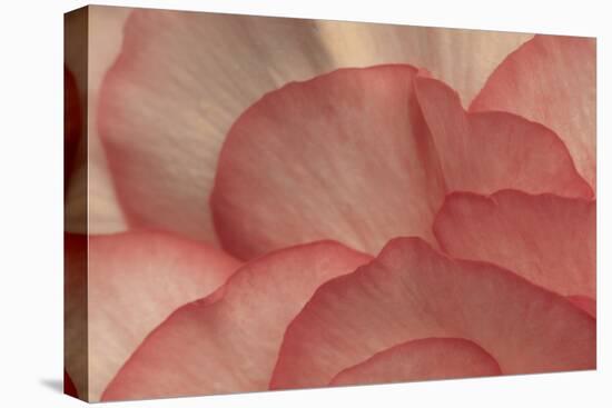 Pink Begonia Petals I-Rita Crane-Premier Image Canvas