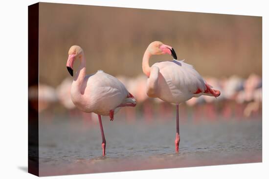 Pink Big Birds Greater Flamingos, Phoenicopterus Ruber, in the Water, Camargue, France. Flamingos C-Ondrej Prosicky-Premier Image Canvas