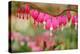 Pink Bleeding Heart Flower or 'Dicentra Spectabilis' in Spring Garden 'Keukenhof', Holland-dzain-Premier Image Canvas