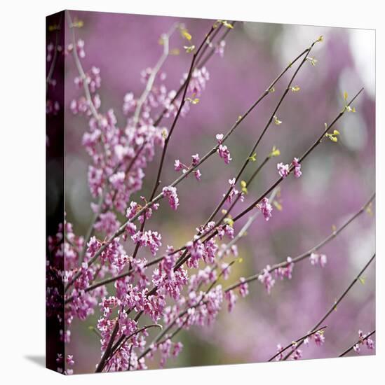 Pink Blooms-Ken Bremer-Stretched Canvas
