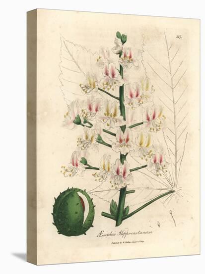 Pink Blossom and Fruit of the Horse Chestnut Tree, Aesculus Hippocastanum-James Sowerby-Premier Image Canvas