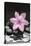 Pink Blossom on Black Stones-Uwe Merkel-Premier Image Canvas