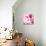 Pink Blossom-null-Premier Image Canvas displayed on a wall