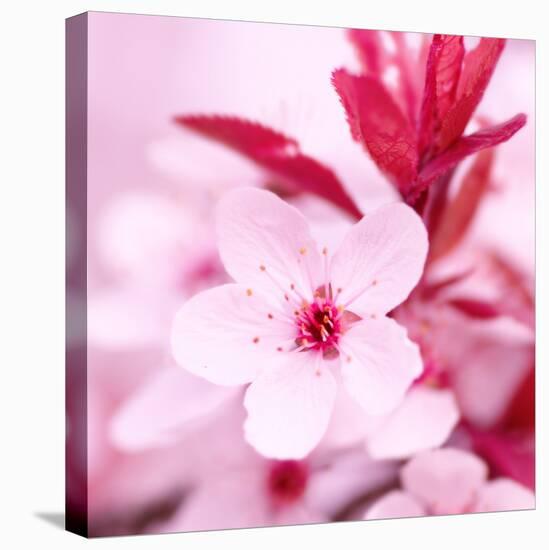 Pink Blossom-null-Premier Image Canvas