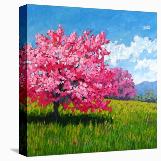 Pink Blossoms on a Hillside-Patty Baker-Stretched Canvas
