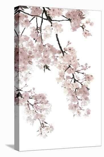 Pink Blossoms on White I-Kate Bennett-Stretched Canvas