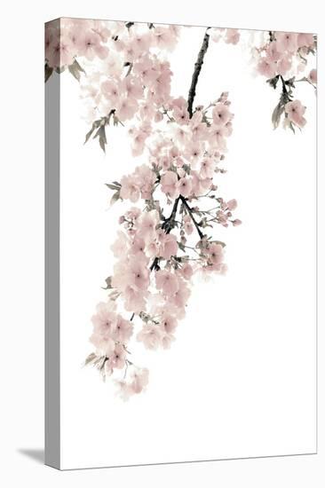 Pink Blossoms on White II-Kate Bennett-Stretched Canvas