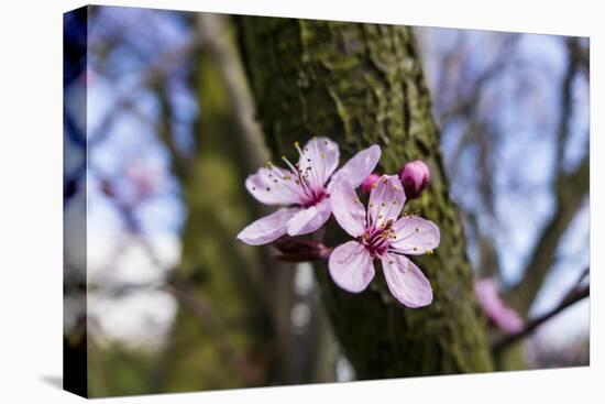 Pink Blossoms the Japanese Ornamental Cherry, Prunus Serrulata-Falk Hermann-Premier Image Canvas