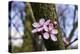 Pink Blossoms the Japanese Ornamental Cherry, Prunus Serrulata-Falk Hermann-Premier Image Canvas