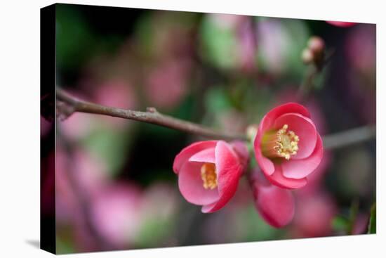 Pink Blossoms-Erin Berzel-Stretched Canvas