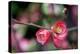 Pink Blossoms-Erin Berzel-Stretched Canvas