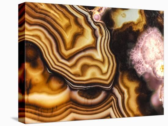 Pink Brown Turritella Agate Pattern-maury75-Premier Image Canvas