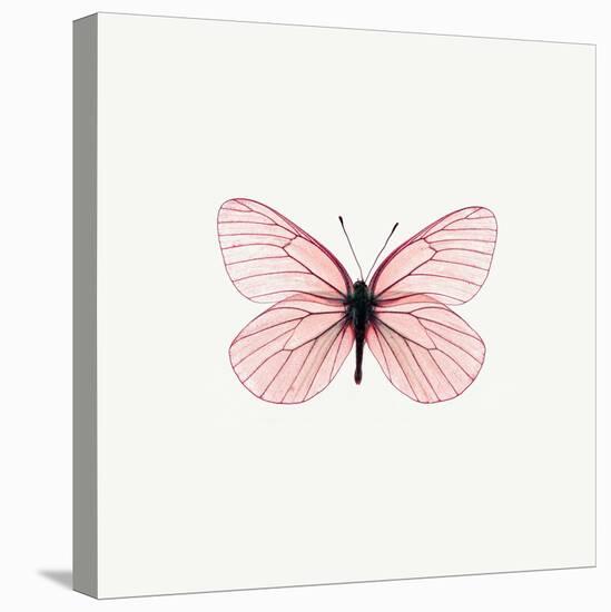 Pink Butterfly-PhotoINC-Premier Image Canvas