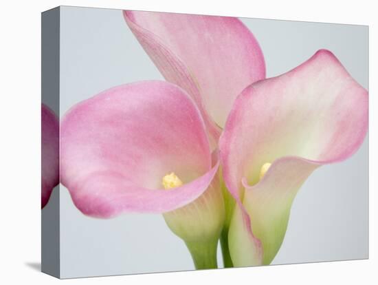 Pink Calla Lilies-Jamie & Judy Wild-Premier Image Canvas