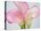 Pink Calla Lilies-Jamie & Judy Wild-Premier Image Canvas