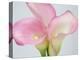 Pink Calla Lilies-Jamie & Judy Wild-Premier Image Canvas