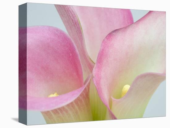 Pink Calla Lilies-Jamie & Judy Wild-Premier Image Canvas