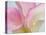 Pink Calla Lilies-Jamie & Judy Wild-Premier Image Canvas