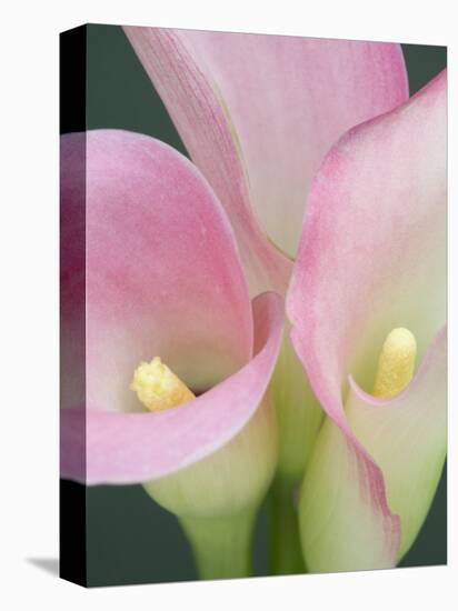 Pink Calla Lilies-Jamie & Judy Wild-Premier Image Canvas