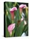 Pink Calla Lily Flowers-Michelle Garrett-Premier Image Canvas