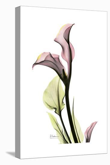 Pink Calla Lily Portrait-Albert Koetsier-Stretched Canvas