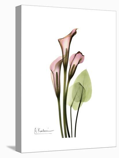 Pink Calla Lily Portrait-Albert Koetsier-Stretched Canvas