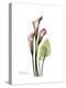 Pink Calla Lily Portrait-Albert Koetsier-Stretched Canvas