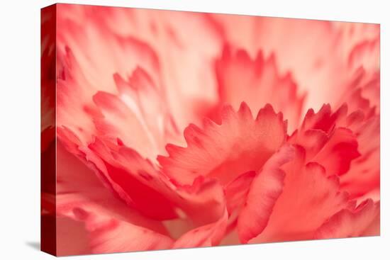 Pink Carnation Flower Petals-Yon Marsh-Premier Image Canvas