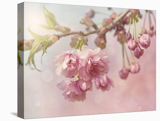 Pink Cherry Blossom Tree-egal-Stretched Canvas