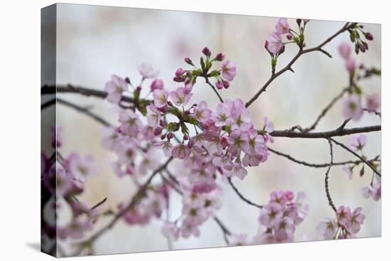 Pink Cherry Blossoms Bloom On A Tree In Washington, DC, Spring At The Peak Of Cherry Blossom Season-Karine Aigner-Premier Image Canvas