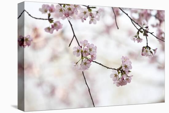 Pink Cherry Blossoms Bloom On Tree In Spring At The Peak Of Cherry Blossom Season, Washington, DC-Karine Aigner-Premier Image Canvas