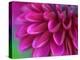 Pink Chrysanthemum-null-Premier Image Canvas