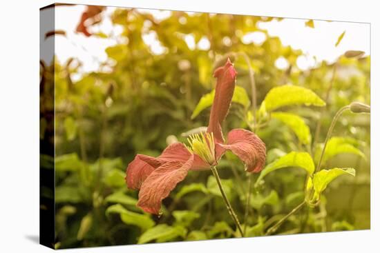 Pink Clematis in Summer-Savanah Stewart-Premier Image Canvas