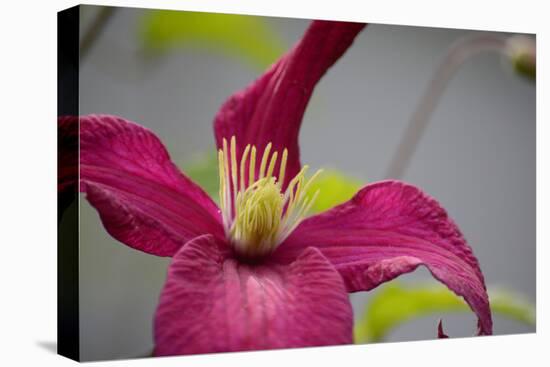 Pink Clematis-Savanah Stewart-Premier Image Canvas