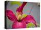 Pink Clematis-Savanah Plank-Stretched Canvas