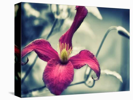 Pink Clematis-Savanah Plank-Stretched Canvas