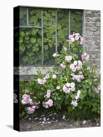 Pink Climbing Roses in Front of Old Greenhouse-Andrea Haase-Premier Image Canvas