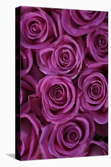 Pink Coloured Rose Blooms, Rose, Pink, Rosaceae-Sweet Ink-Premier Image Canvas