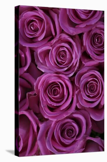 Pink Coloured Rose Blooms, Rose, Pink, Rosaceae-Sweet Ink-Premier Image Canvas