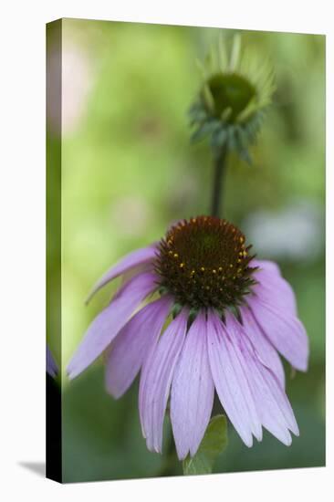 Pink Coneflowers-Anna Miller-Premier Image Canvas