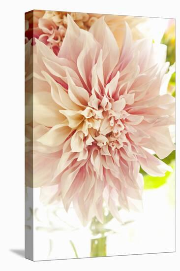 Pink Dahlia I-Karyn Millet-Premier Image Canvas