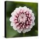 Pink Dahlia Tip Toe-Clive Nichols-Premier Image Canvas