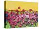 Pink Daisy-Mary Russel-Premier Image Canvas