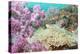 Pink Dendronephthya, Soft Coral, and Anemonefish, Southern Thailand, Andaman Sea, Indian Ocean-Andrew Stewart-Premier Image Canvas